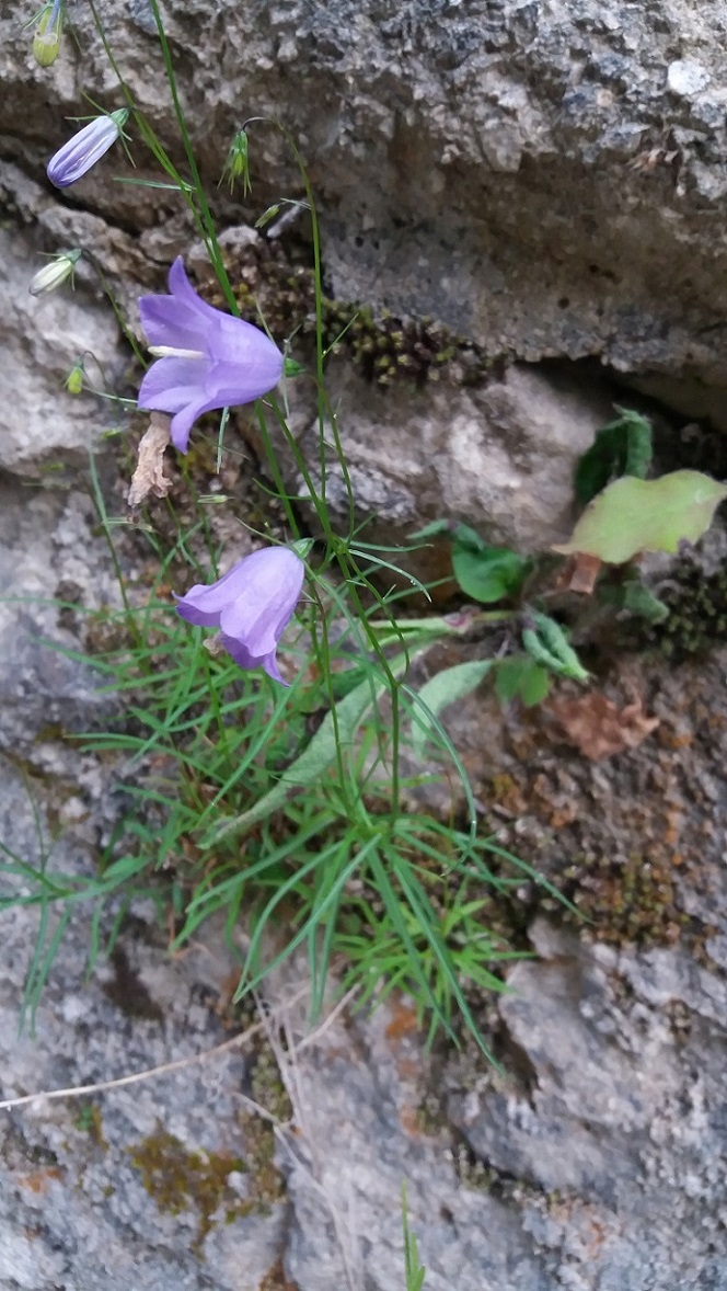 Campanula cfr. scheuchzeri